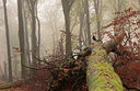 BUITEN BEELD Foto: 74775
