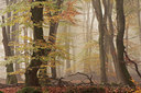 BUITEN BEELD Foto: 74784