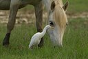 BUITEN BEELD Foto: 74984