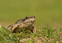 BUITEN BEELD Foto: 75099