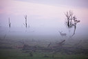 BUITEN BEELD Foto: 75226