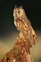 BUITEN BEELD Foto: 75582