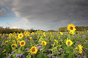 BUITEN BEELD Foto: 75583