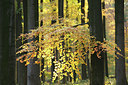 BUITEN BEELD Foto: 75600