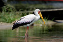 BUITEN BEELD Foto: 75693
