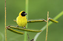 BUITEN BEELD Foto: 75706
