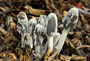 BUITEN BEELD Foto: 75904