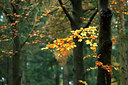 BUITEN BEELD Foto: 75951