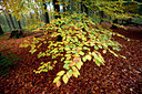 BUITEN BEELD Foto: 75952