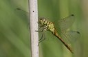 BUITEN BEELD Foto: 75987