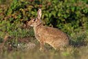 BUITEN BEELD Foto: 75997