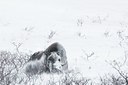 BUITEN BEELD Foto: 76033