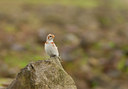 BUITEN BEELD Foto: 76084