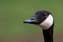 BUITEN BEELD Foto: 76125