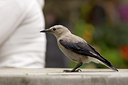 BUITEN BEELD Foto: 76178