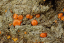 BUITEN BEELD Foto: 76241