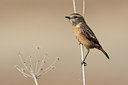 BUITEN BEELD Foto: 76245