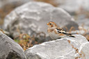 BUITEN BEELD Foto: 76335