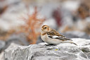 BUITEN BEELD Foto: 76336