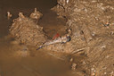 BUITEN BEELD Foto: 76460