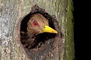 BUITEN BEELD Foto: 76541