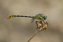 BUITEN BEELD Foto: 76556