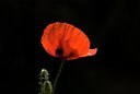 BUITEN BEELD Foto: 76601