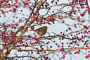 BUITEN BEELD Foto: 76725