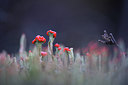 BUITEN BEELD Foto: 76741