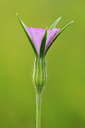 BUITEN BEELD Foto: 76836