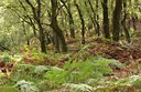BUITEN BEELD Foto: 76854