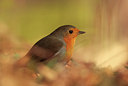 BUITEN BEELD Foto: 76970