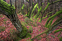 BUITEN BEELD Foto: 77072