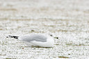 BUITEN BEELD Foto: 77086