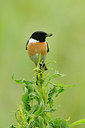 BUITEN BEELD Foto: 77137