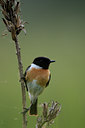 BUITEN BEELD Foto: 77170