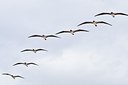 BUITEN BEELD Foto: 77220