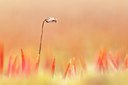BUITEN BEELD Foto: 77223