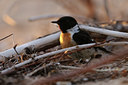 BUITEN BEELD Foto: 77225