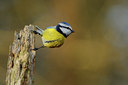 BUITEN BEELD Foto: 77286
