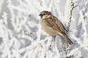 BUITEN BEELD Foto: 77325