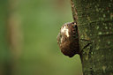 BUITEN BEELD Foto: 77397