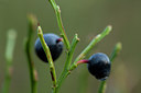 BUITEN BEELD Foto: 77493