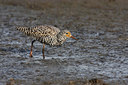 BUITEN BEELD Foto: 77511