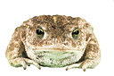 BUITEN BEELD Foto: 77530
