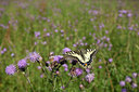 BUITEN BEELD Foto: 77714