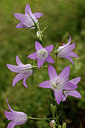 BUITEN BEELD Foto: 77780