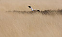 BUITEN BEELD Foto: 77816