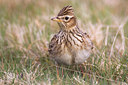 BUITEN BEELD Foto: 77819