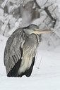 BUITEN BEELD Foto: 77835